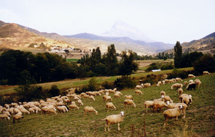 sheep in the hills
