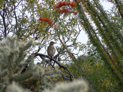 Rani roadrunner n a tree