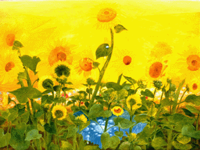 a  sunflower field